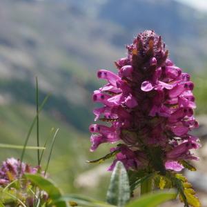 Photographie n°2103327 du taxon Pedicularis verticillata L. [1753]