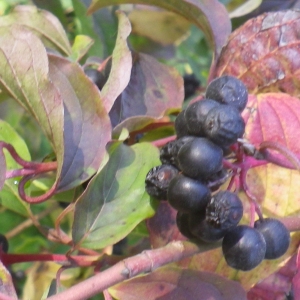 Photographie n°2103362 du taxon Cornus sanguinea L. [1753]