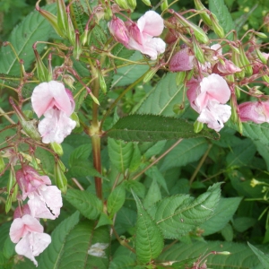 Photographie n°2103374 du taxon Impatiens glandulifera Royle [1833]