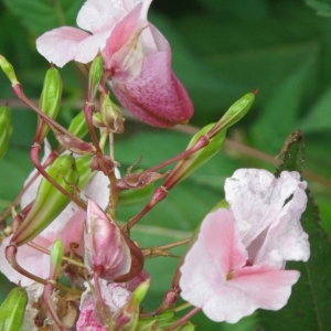 Photographie n°2103377 du taxon Impatiens glandulifera Royle [1833]