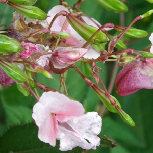 Photographie n°2103378 du taxon Impatiens glandulifera Royle [1833]