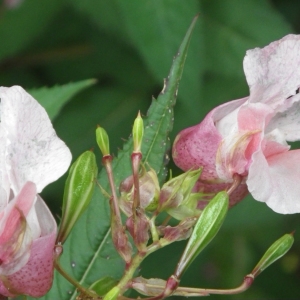 Photographie n°2103379 du taxon Impatiens glandulifera Royle [1833]