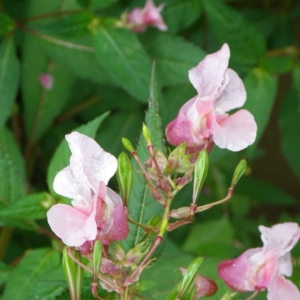 Photographie n°2103381 du taxon Impatiens glandulifera Royle [1833]