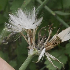 Photographie n°2103419 du taxon Chondrilla juncea L. [1753]