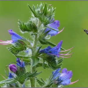 Photographie n°2103453 du taxon Echium vulgare L. [1753]