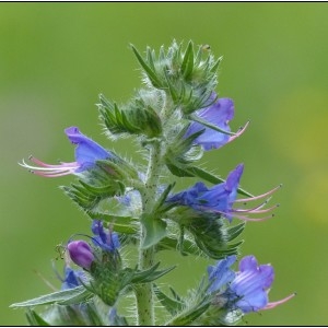 Photographie n°2103454 du taxon Echium vulgare L. [1753]