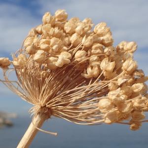 Photographie n°2103457 du taxon Allium polyanthum Schult. & Schult.f. [1830]