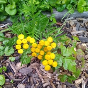 Photographie n°2103495 du taxon Tanacetum vulgare L. [1753]