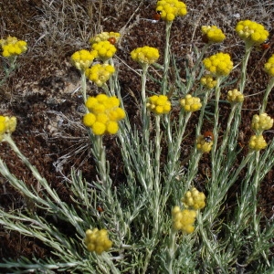 Photographie n°2103505 du taxon Helichrysum stoechas (L.) Moench [1794]