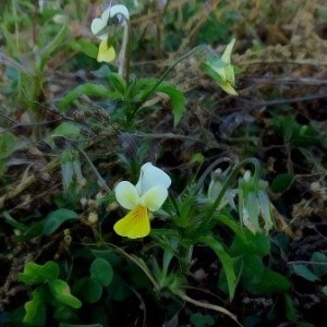 Photographie n°2103509 du taxon Viola tricolor L. [1753]
