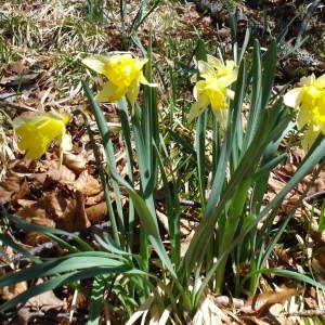 Photographie n°2103510 du taxon Narcissus pseudonarcissus L. [1753]