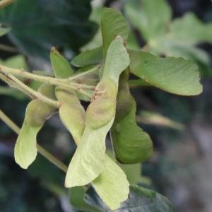 Photographie n°2103518 du taxon Acer campestre var. hebecarpum DC. [1828]