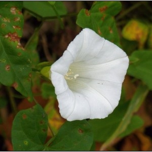 Photographie n°2103520 du taxon Convolvulus sepium L. [1753]