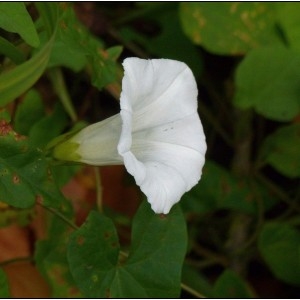 Photographie n°2103521 du taxon Convolvulus sepium L. [1753]