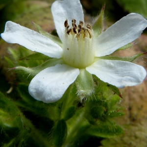 Photographie n°2103527 du taxon Potentilla caulescens subsp. cebennensis (Siegfr. ex Debeaux) Kerguélen [1994]