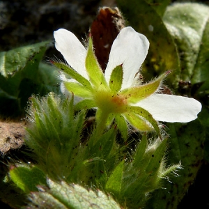 Photographie n°2103528 du taxon Potentilla caulescens subsp. cebennensis (Siegfr. ex Debeaux) Kerguélen [1994]