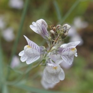 Photographie n°2103549 du taxon Linaria repens (L.) Mill. [1768]