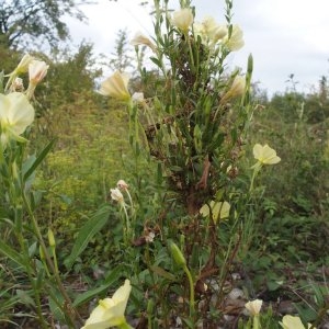 Photographie n°2103554 du taxon Oenothera subterminalis R.R.Gates [1936]