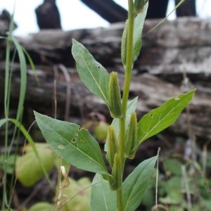  - Oenothera subterminalis R.R.Gates [1936]