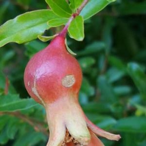 Photographie n°2103611 du taxon Punica granatum L. [1753]