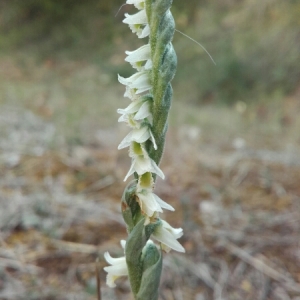 Photographie n°2103639 du taxon Spiranthes spiralis (L.) Chevall. [1827]