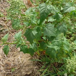 Photographie n°2103718 du taxon Chenopodiastrum hybridum (L.) S.Fuentes, Uotila & Borsch [2012]