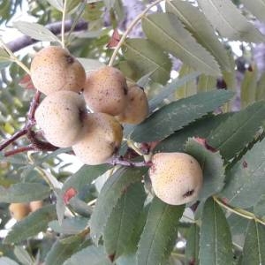 Photographie n°2103745 du taxon Sorbus domestica L. [1753]