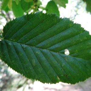 Photographie n°2103750 du taxon Carpinus betulus L.