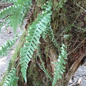 Photographie n°2103756 du taxon Polypodium cambricum L. [1753]