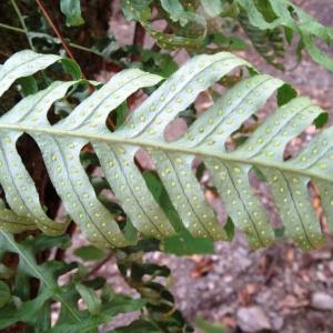 Photographie n°2103757 du taxon Polypodium cambricum L. [1753]