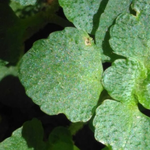 Photographie n°2103791 du taxon Chrysosplenium oppositifolium L.