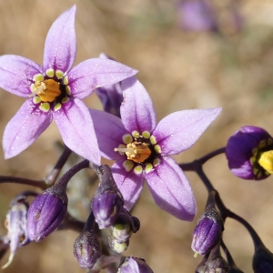 Photographie n°2103856 du taxon Solanum dulcamara L.