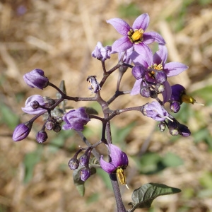 Photographie n°2103857 du taxon Solanum dulcamara L.