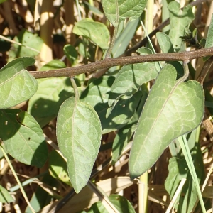 Photographie n°2103859 du taxon Solanum dulcamara L.