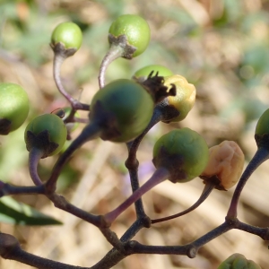 Photographie n°2103860 du taxon Solanum dulcamara L.