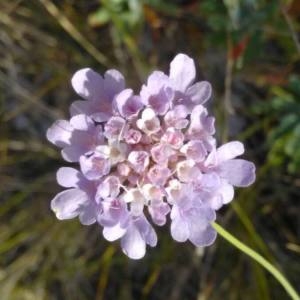 Photographie n°2103899 du taxon Scabiosa triandra L. [1753]