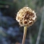  Yves Bas - Scabiosa triandra L. [1753]