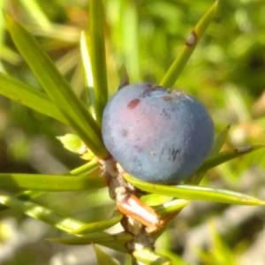 Photographie n°2103903 du taxon Juniperus communis L. [1753]