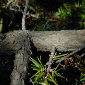 Photographie n°2103905 du taxon Juniperus communis L. [1753]