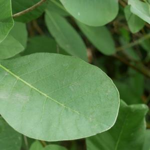 Photographie n°2103916 du taxon Cotinus coggygria Scop. [1771]