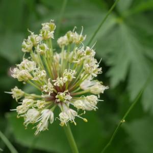 Photographie n°2103952 du taxon Allium victorialis L. [1753]