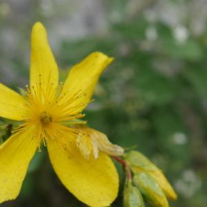 Photographie n°2103953 du taxon Hypericum richeri subsp. richeri 