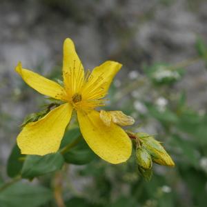 Photographie n°2103956 du taxon Hypericum richeri subsp. richeri 