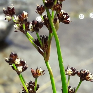 Photographie n°2103957 du taxon Juncus alpinoarticulatus Chaix [1785]