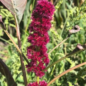 Photographie n°2104030 du taxon Amaranthus hybridus L. [1753]