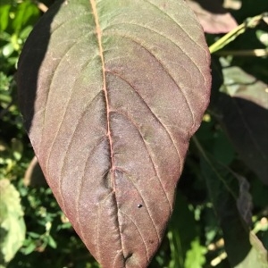 Photographie n°2104031 du taxon Amaranthus hybridus L. [1753]