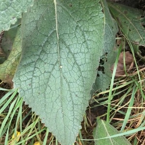 Photographie n°2104033 du taxon Verbascum thapsus L. [1753]