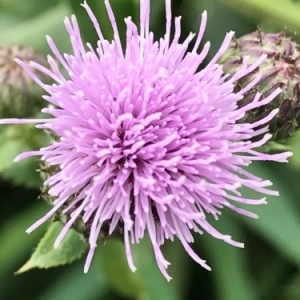 Photographie n°2104034 du taxon Cirsium arvense (L.) Scop. [1772]