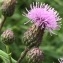  Heinz Gass - Cirsium arvense (L.) Scop. [1772]