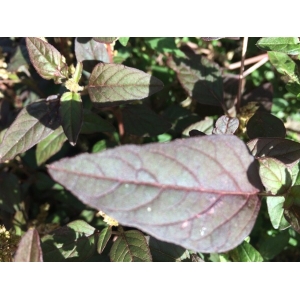 Achyranthes aspera L.